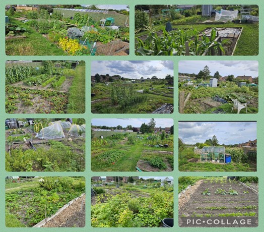 Allotments 2024
