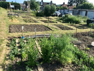 well kept allotments